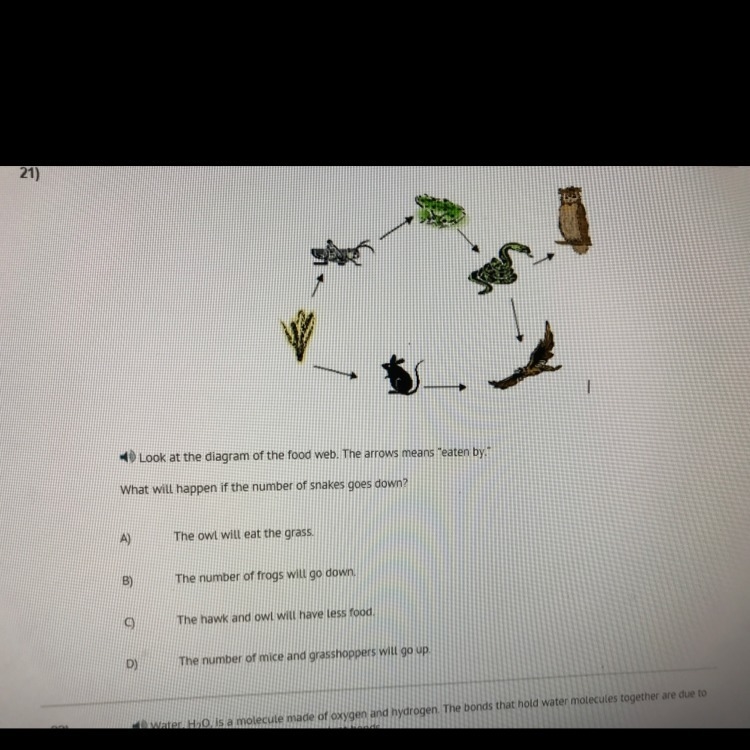 7th grade question (easy) Look at the diagram of the food web. The arrows mean eaten-example-1