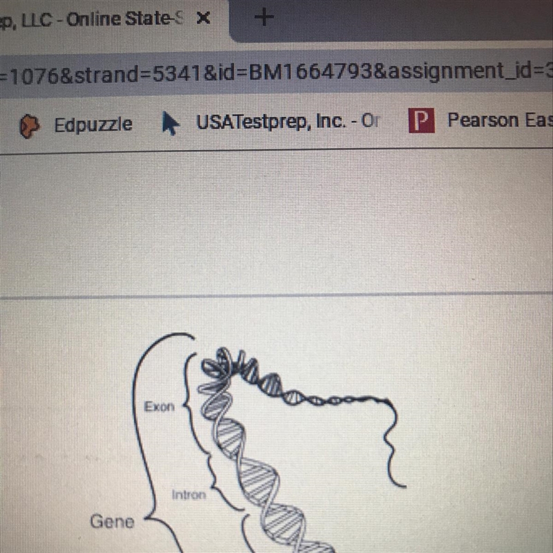 In the drawing, the gene is located at a specific site on a(n) ____ strand.-example-1