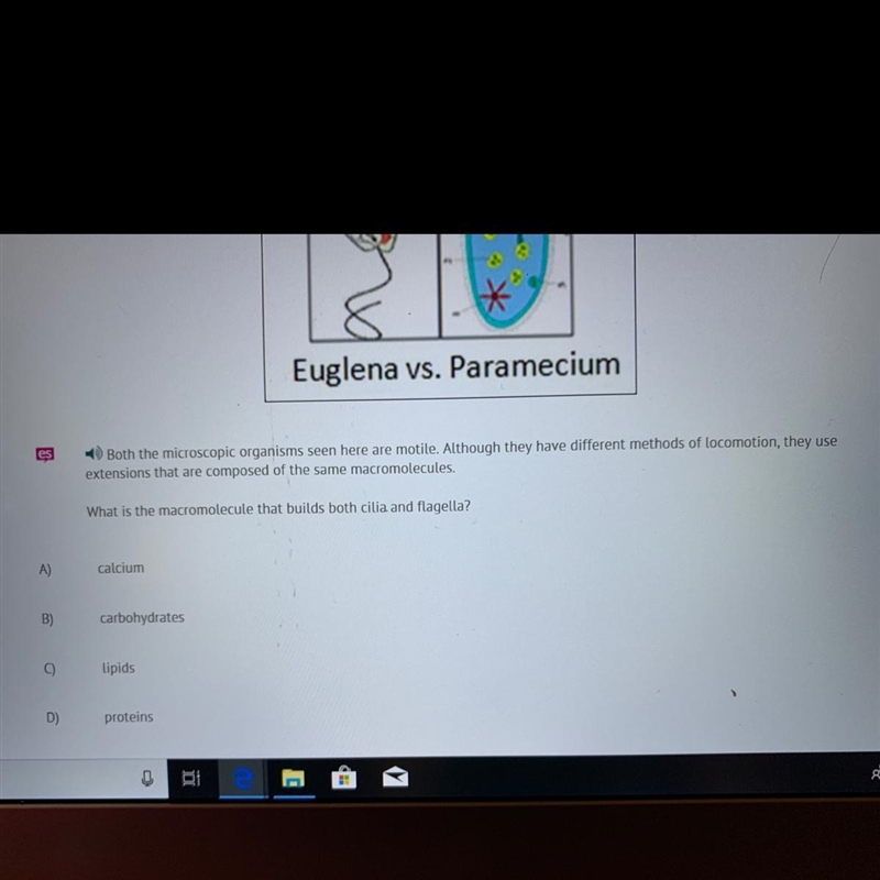 What is the macromolecule that builds both cilia and flagella?-example-1