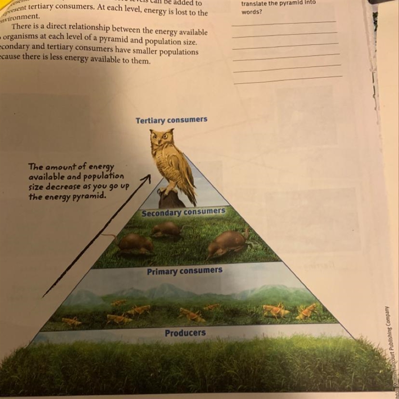 Describe how energy flows in the ecosystem represented by this food pyramid how would-example-1