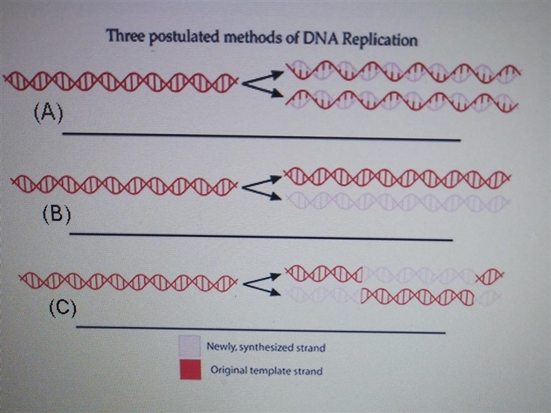 The Meselson-Stahl experiment demonstrated that DNA replication is semiconservative-example-1