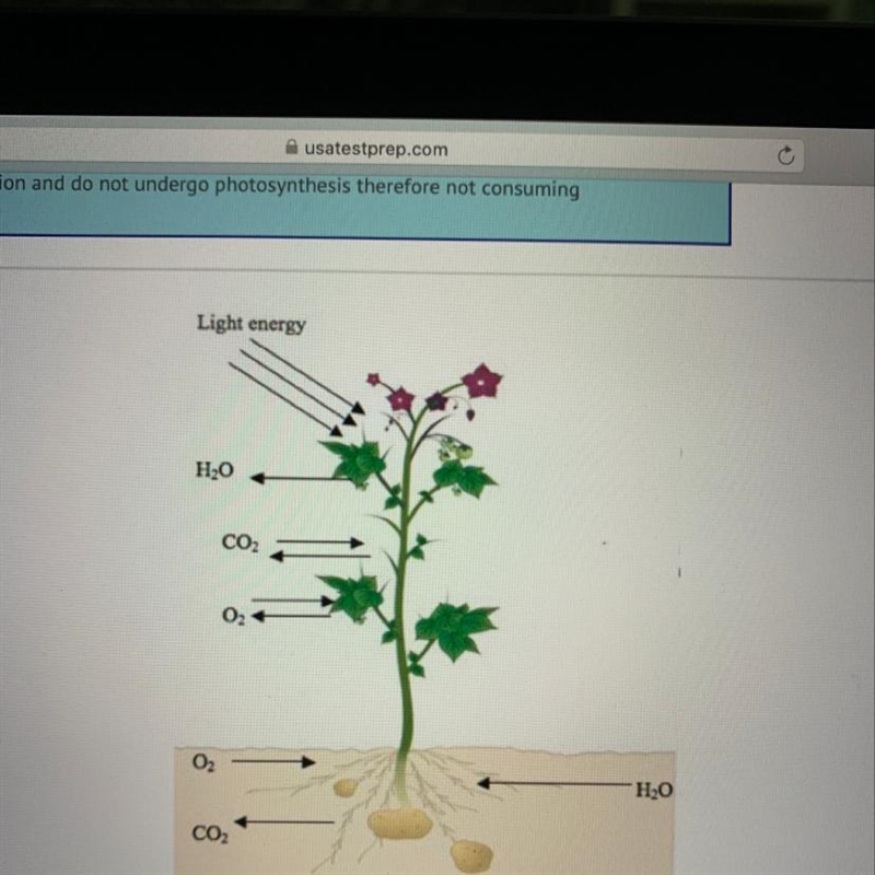 Water is one of the required reactants for photosynthesis. It provides electrons which-example-1