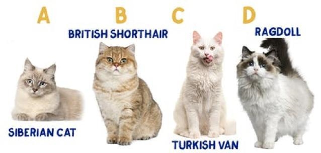 Can you put these cats in the right order (from Largest to Smallest) according to-example-1