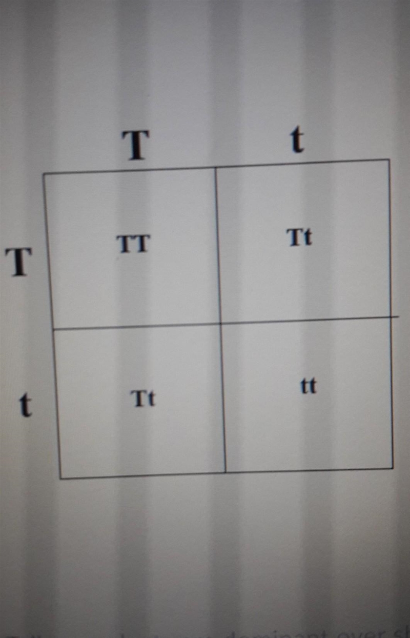 PLEASE HELP IT'S URGENT!! 5)The genotypes for both parents is Tt. what's the phentyoe-example-1