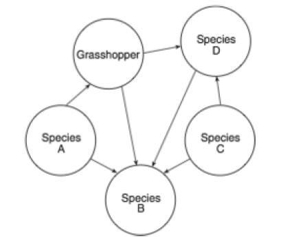 The diagram below represents a food web. Which species would most likely be a decomposer-example-1