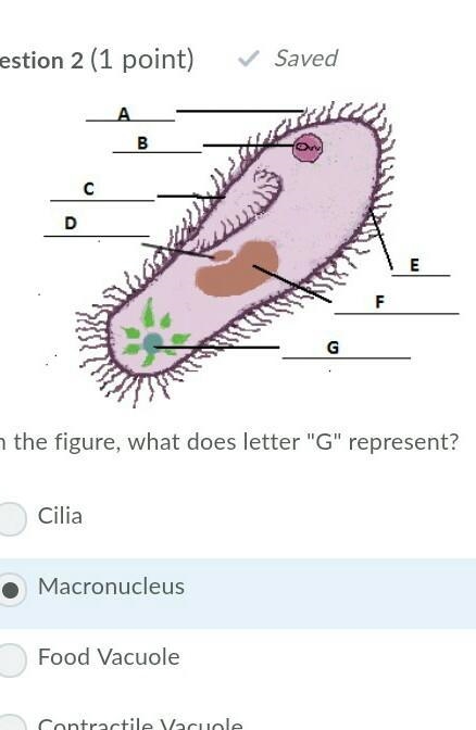 The figure, what does letter "G" represent?​-example-1