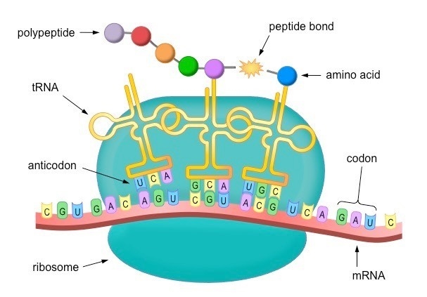 Give an overview of the process depicted in the diagram. Answer the question using-example-1