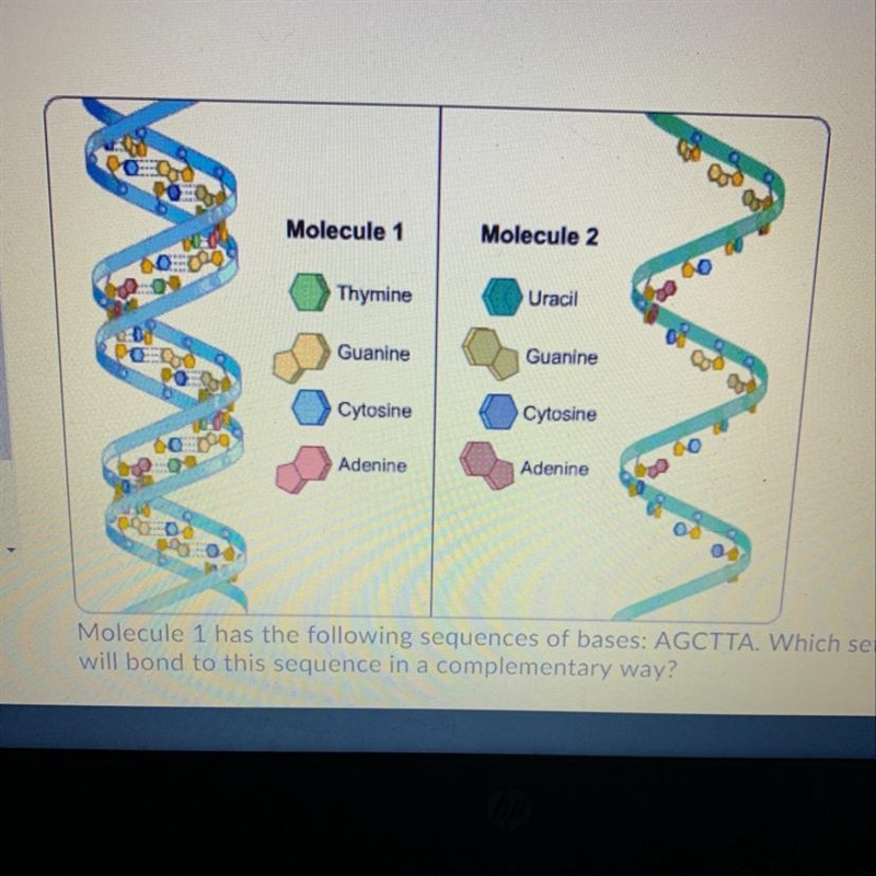 Molecule 1 has the following sequences of bases: AGCTTA. Which set of base in molecule-example-1