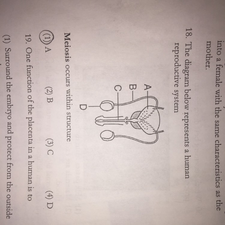 Why is 4 the correct answer to number eighteen ? Explain why and please answer this-example-1