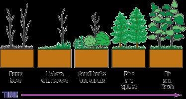 This diagram shows secondary succession occurring in a forest ecosystem that has experienced-example-1