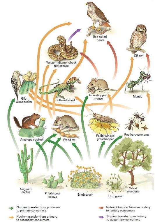 Which species likely has the smallest population?-example-1