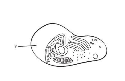 Which word identifies this part of a eukaryotic cell? vesicles cytoplasm chromatin-example-1