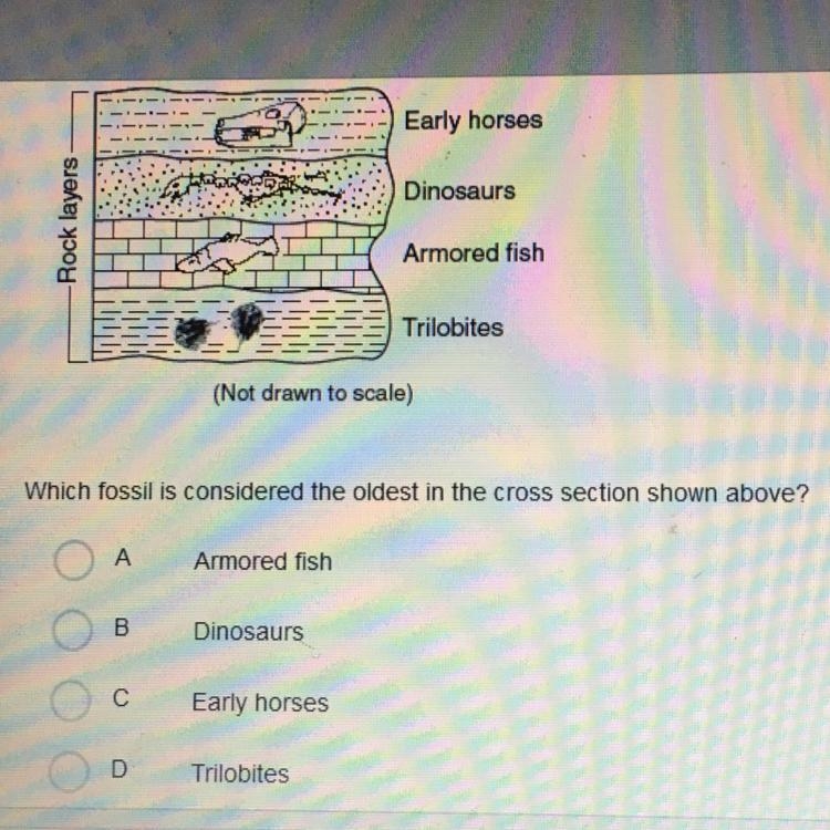 Which fossil is considered the oldest in the cross section above?-example-1