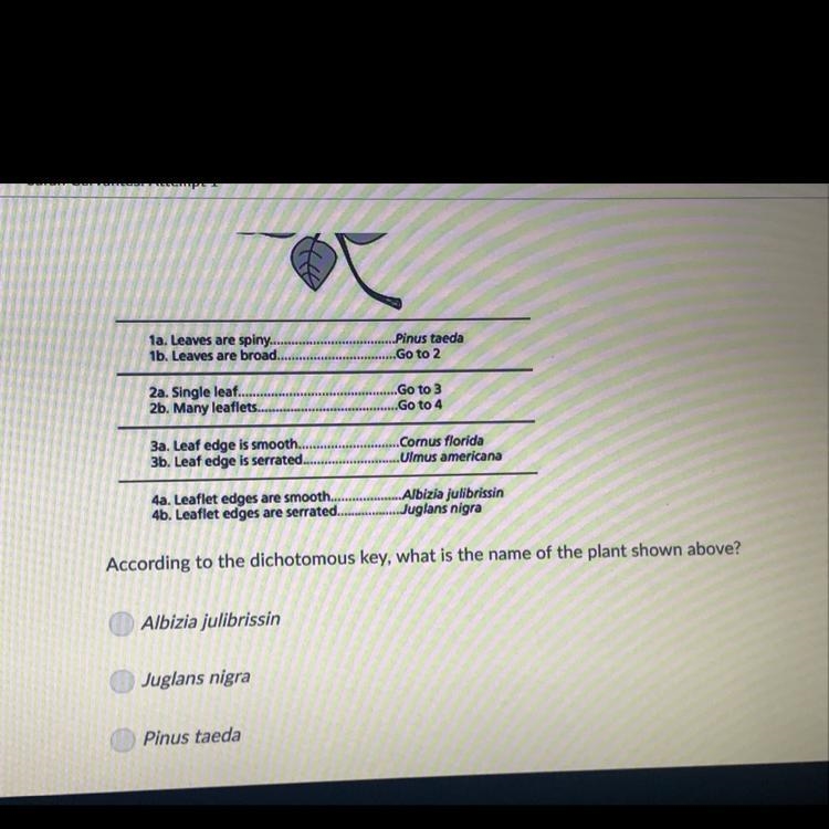 According to the dichotomous key what is the name of the plant shown above ?-example-1