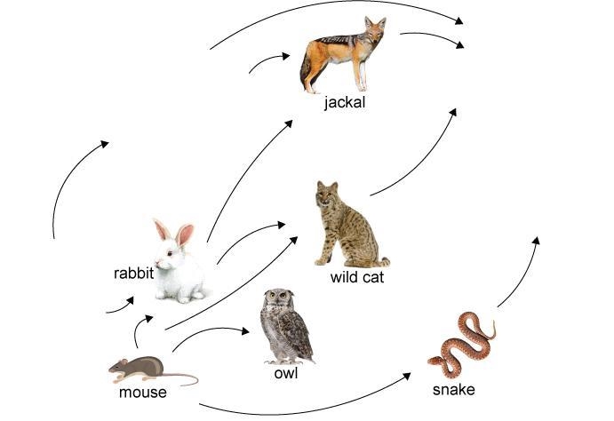 Place the organisms in the correct locations in this food web.-example-1