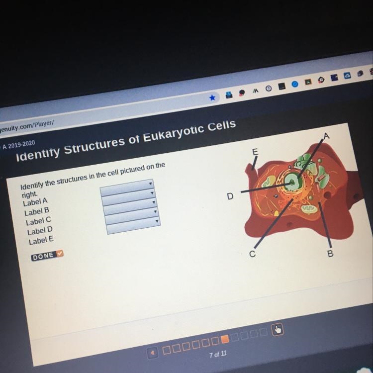 Identify the structures in the cell pictured on the right.-example-1