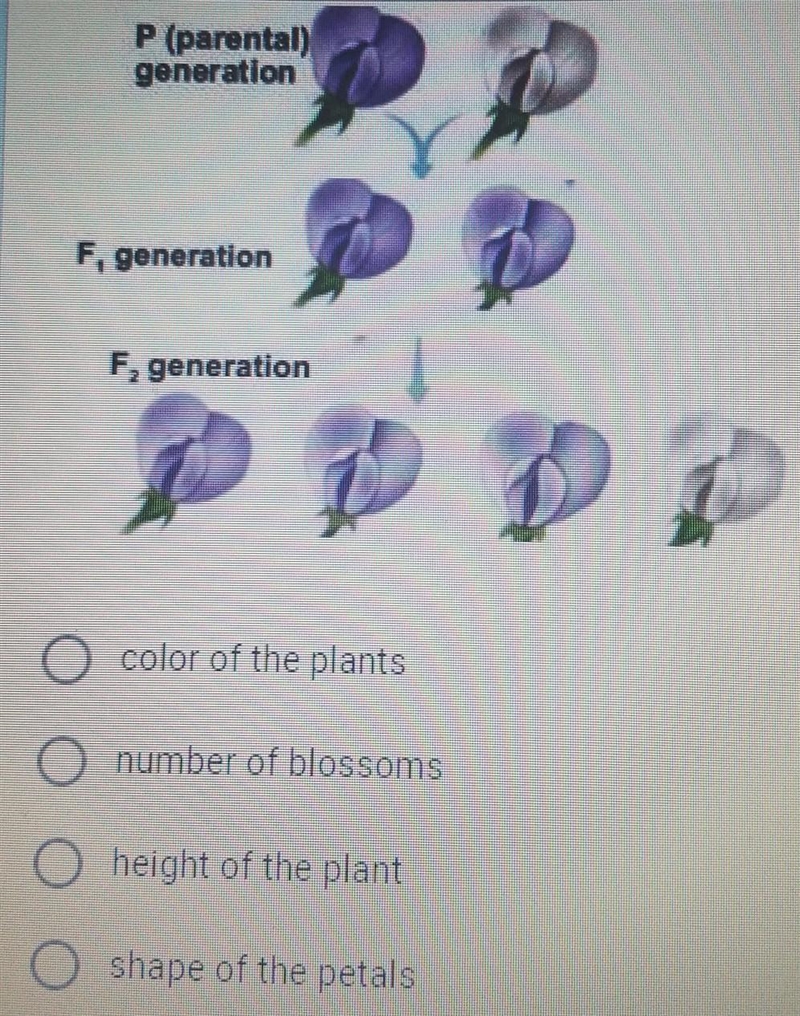 Study the diagram below and answer this question: What trait is being studied in the-example-1