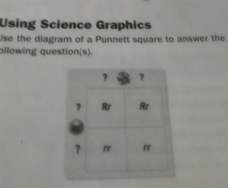 What genotypic ratio is expected in the offspring of this cross A. 1:1 B. 1:2 C.1:3 D-example-1