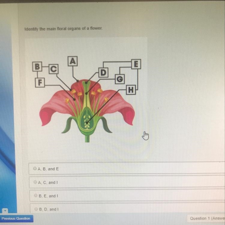 Identify the main floral organs of a flower-example-1