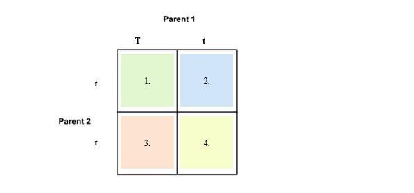 Complete this punnett square Enter your answer in the space provided Each Square is-example-1