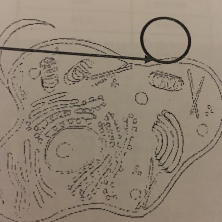 12. The organelle in the circle, which provides energy for the cell is (7.12D) x Golgi-example-1