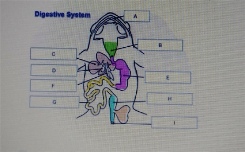 Which term describes letter H in the diagram? A. Stomach B. Large intestine C. Small-example-1