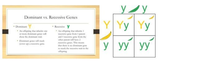 Part 1- Explain which traits would need to combine in order for a yellow cucumber-example-1