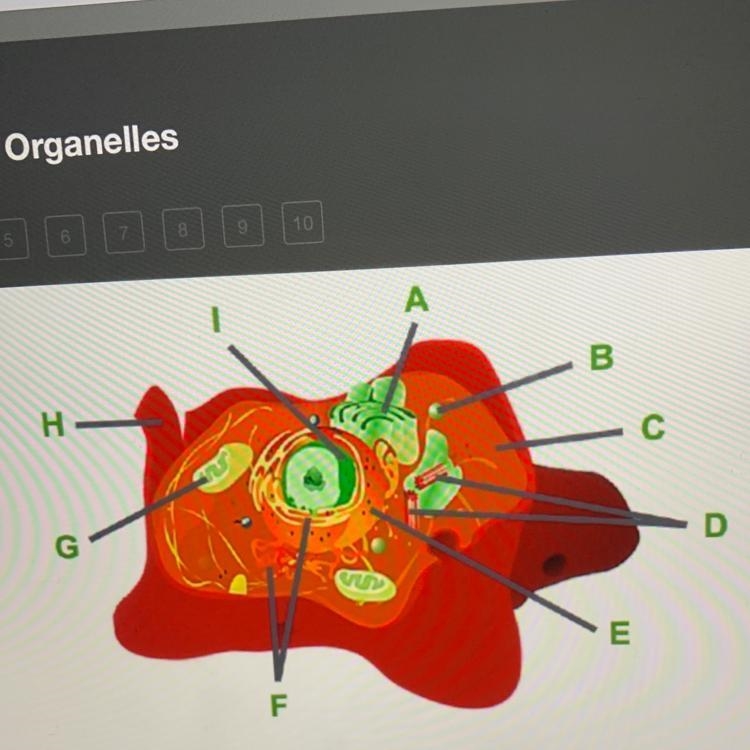 Which organelle is labeled A?-example-1