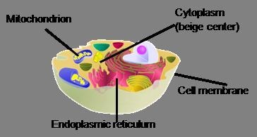 Which part of the cell is semipermeable, or controls what enters and leaves the cell-example-1