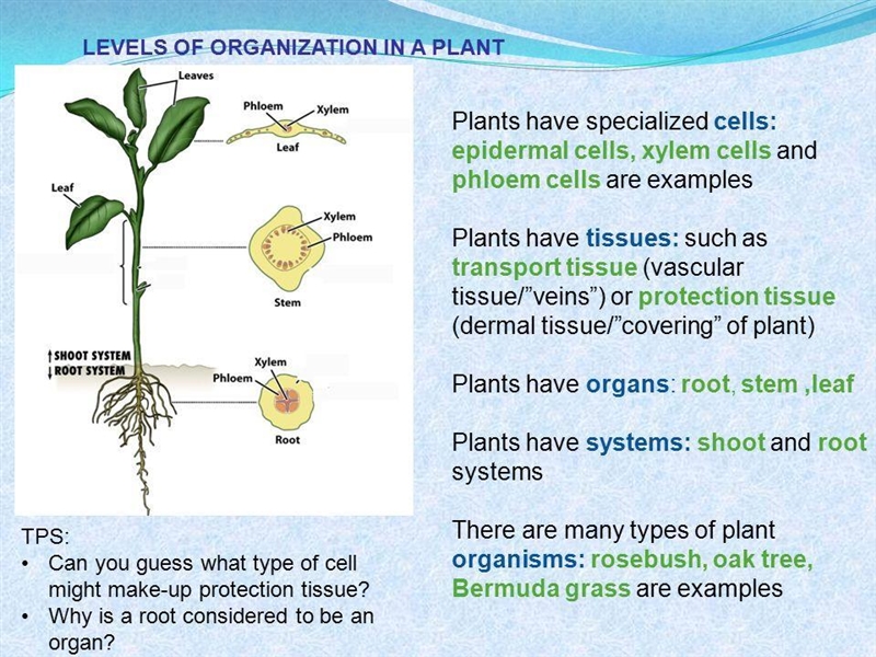 An example of an animal organ is the.... An example of a plant system is the... Thanks-example-2