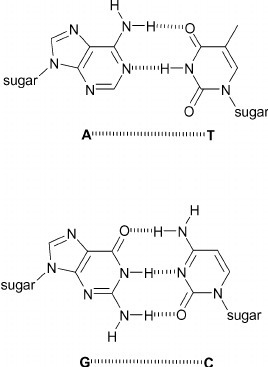 When guanine pairs with cytosine how many hydrogen bonds are formed-example-1