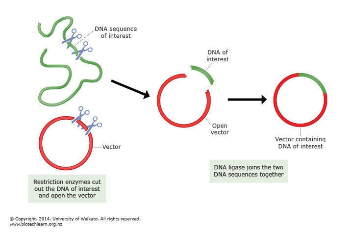 What are they five steps of cloning?-example-1