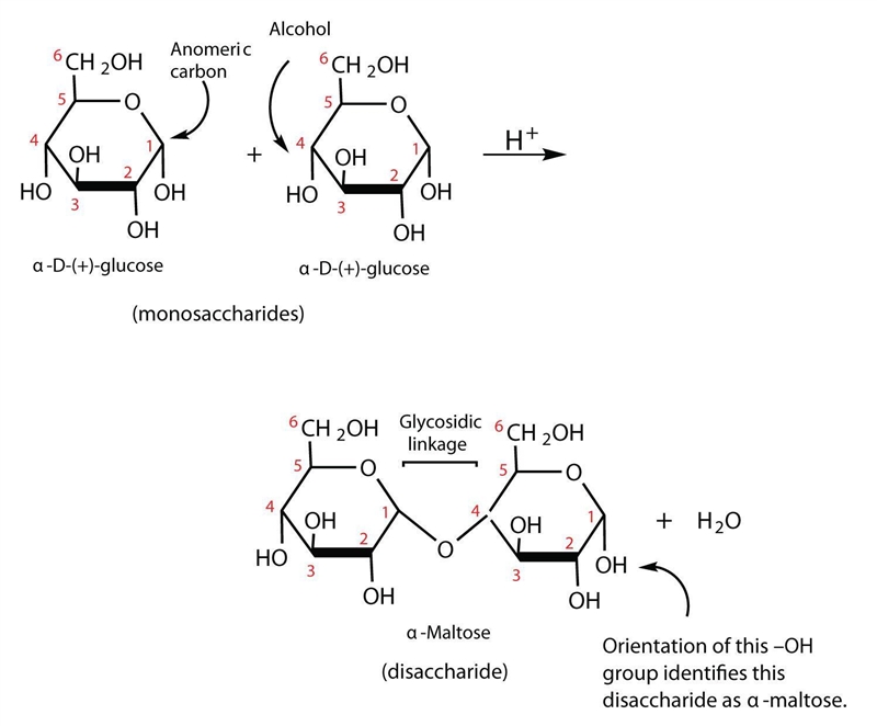 Mammals do not produce digestive enzyme B. However, sheep and cattle are two types-example-1