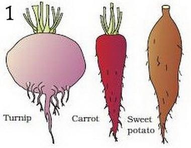 Why does modifications of root occur? give four cause​-example-1