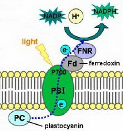 Which protein complex absorbs the energy that is used to produce NADPH? A. ATP synthase-example-1