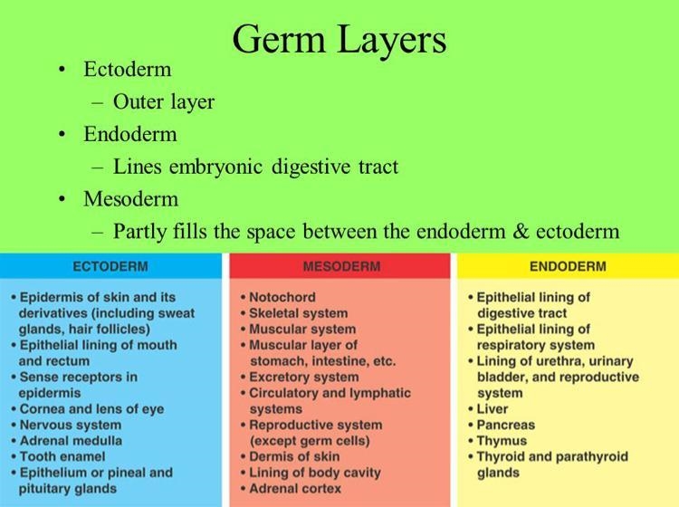 Match each organ with the germ layer from which it is formed. mesoderm ectoderm endoderm-example-1