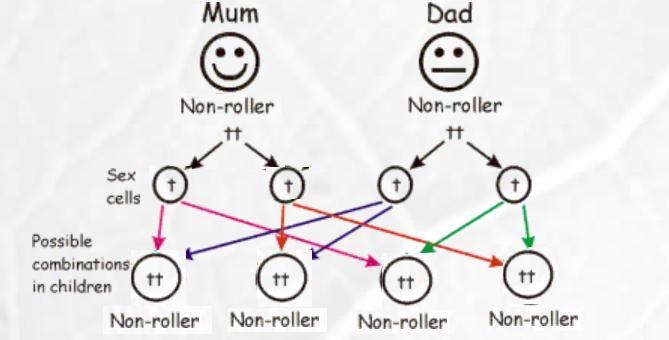 What is the only genotype of two parents that would ensure that their offspring could-example-1