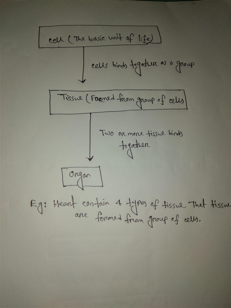 6) Make a diagram (flow chart) to show how cells, tissues, organs and organ systems-example-1