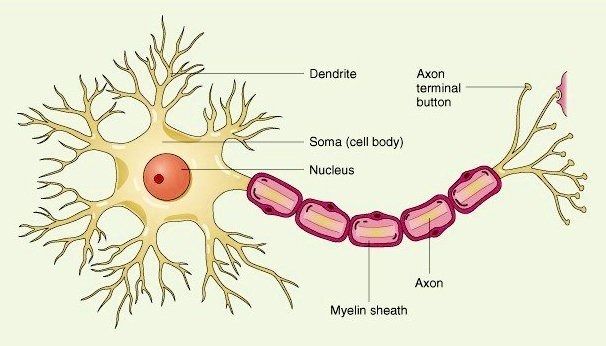 Nerve cells are essential to an animal because they directly provide-example-1