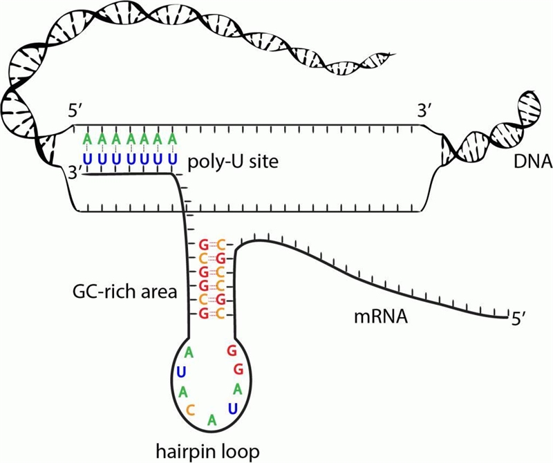 What are the functions of the promoter sequence and the terminator sequence in DNA-example-1