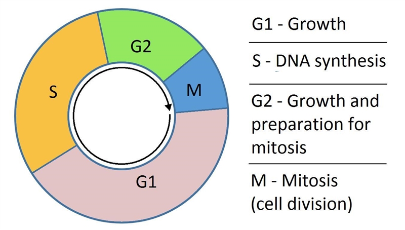 HELPPP! We can say for sure that a cell that has chromosomes that are duplicated (like-example-1