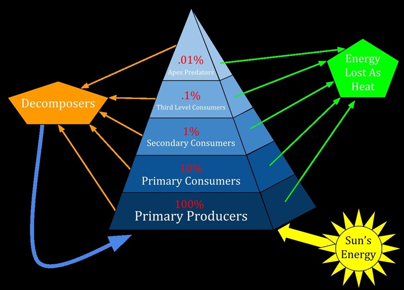 Please help me What is an energy pyramid? A. A community of organisms where there-example-1