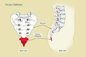 List the 4 Evidence for Evolution:-example-1