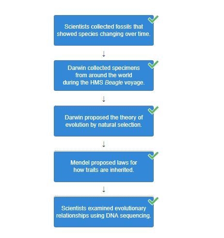 Arrange the tiles to show the sequence of events in the development of the theory-example-1