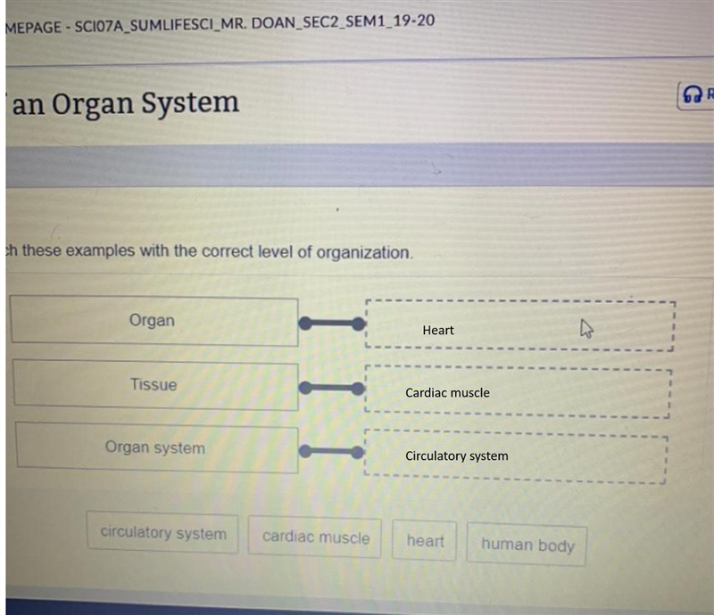 Match these examples with the correct level of organization Organ Tissue Organ system-example-1