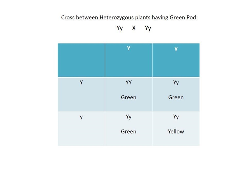 Given that green pea pods are dominant over yellow pods , cross two heterozygous green-example-1