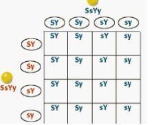 How do I do dihybrid crossing-example-1