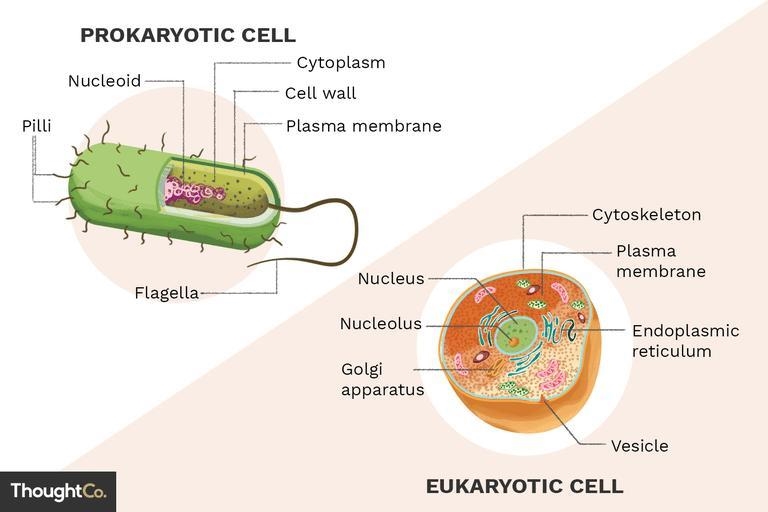 What is the difference between prokaryotes and eukaryote cells?-example-1