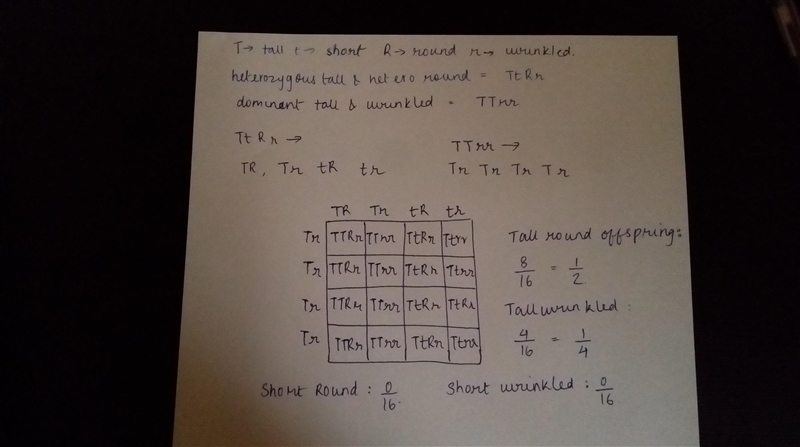 Pls give me a brief explanation too since I do not know how to do these dihybrid cross-example-1