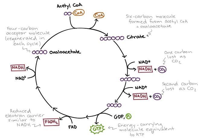 TO 1. Choose the correct order of events in the Kreb's cycle:-example-1